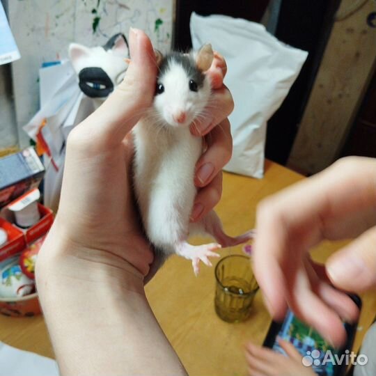 Крыса, крысы, Дамбо, крысята,Бронь до 20.04