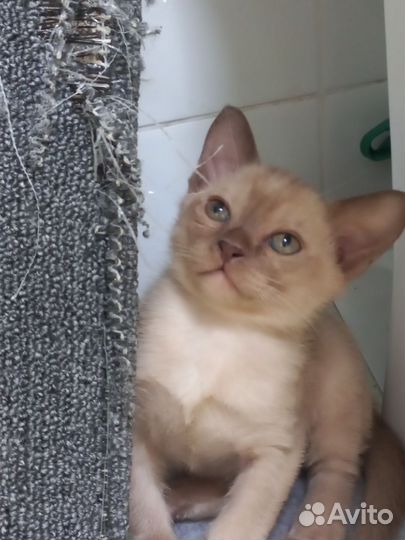 Бурманские котята
