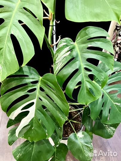Монстера 120 см вариегатная альба
