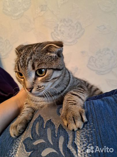 Вислоухая кошечка