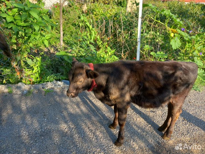 Телёнок (бычок)