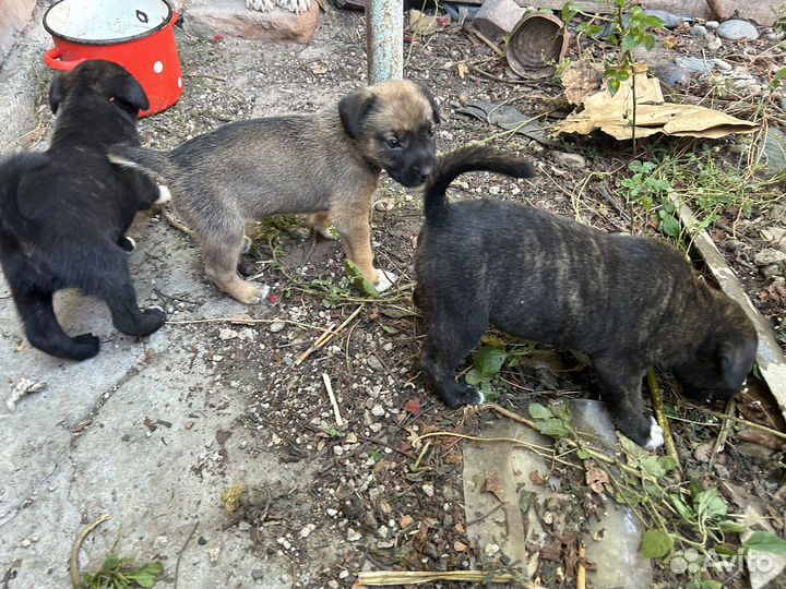 Щенки