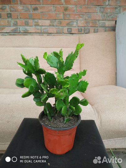 Кактусы и суккуленты