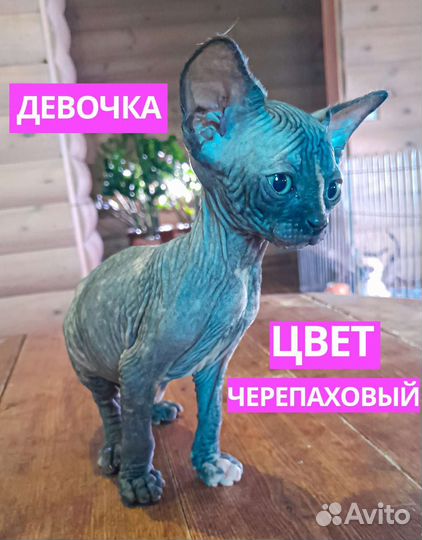 Канадский сфинкс