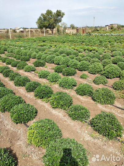 Хризантема оптом