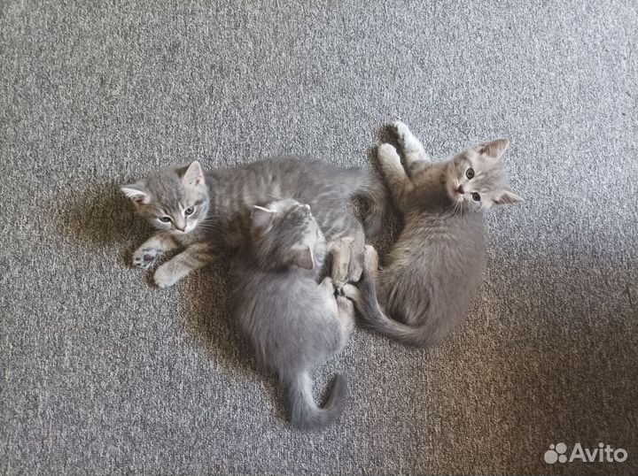 Отдам котят