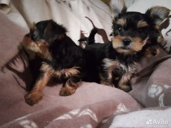 Йорки- Миники
