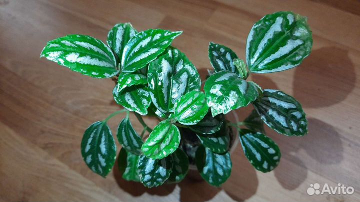Аглаонема,сциндапсус,филодендрон,диффенбахия