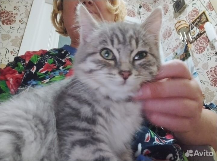 Котёнок