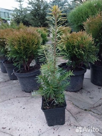 Пихта корейская из питомника