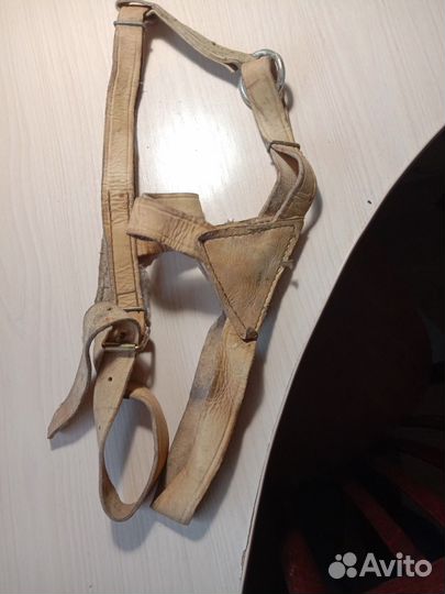 Сбруя для лошади
