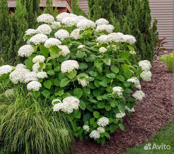 Гортензия анабель