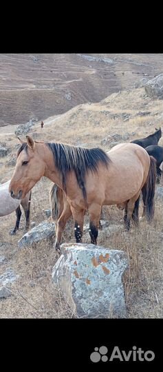 Жеребец и жеребята