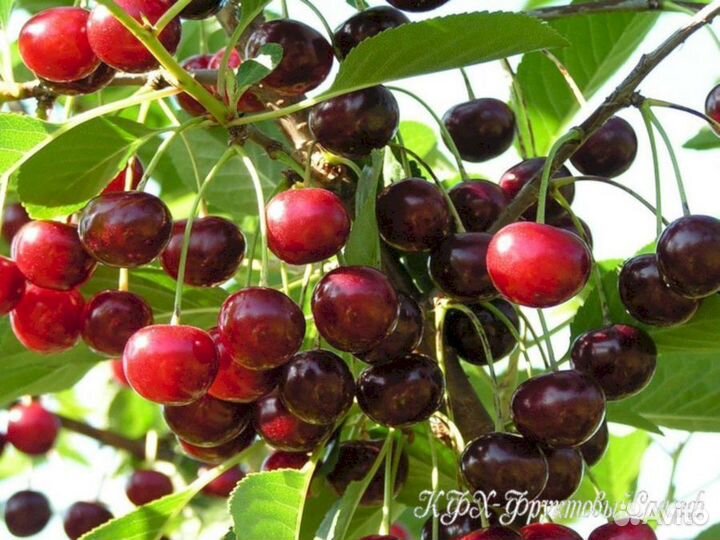 Саженцы черевишни Краса севера