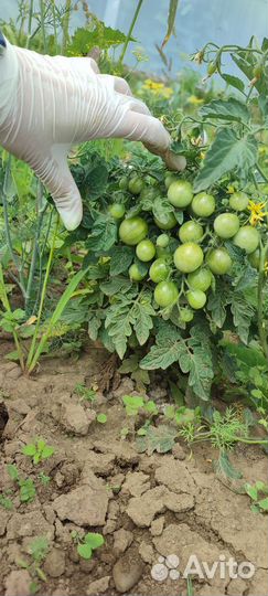 Рассада помидор