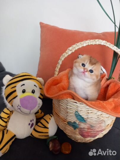Шотландские котята