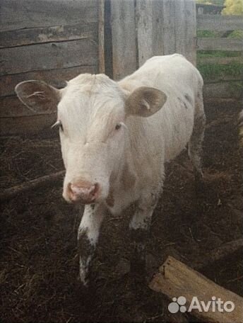 Бычки и телочка