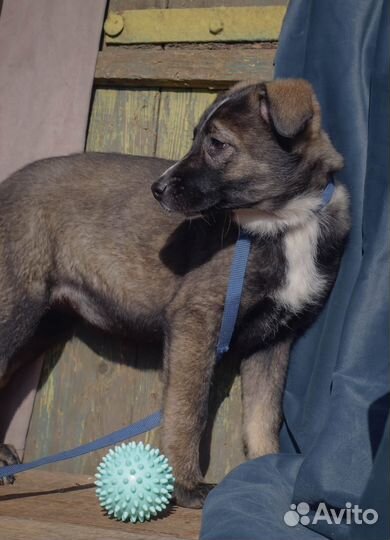 Малышка Джес нуждается в доме