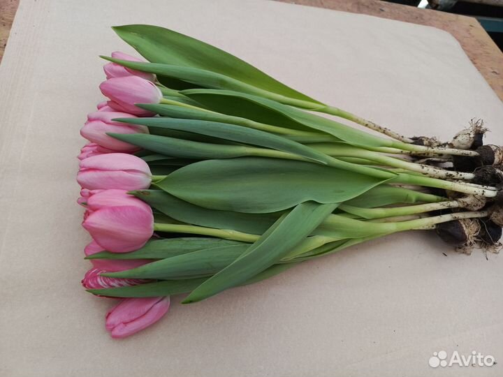 Тюльпаны к 8 марта