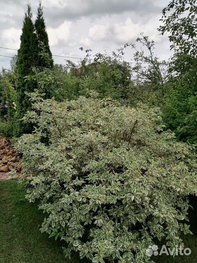 Дёрен пестролистный