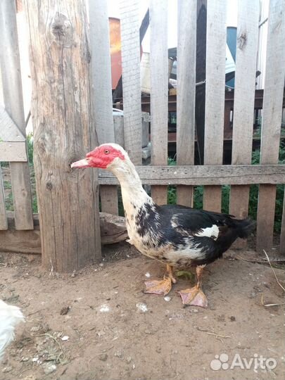 Селезень индоутки