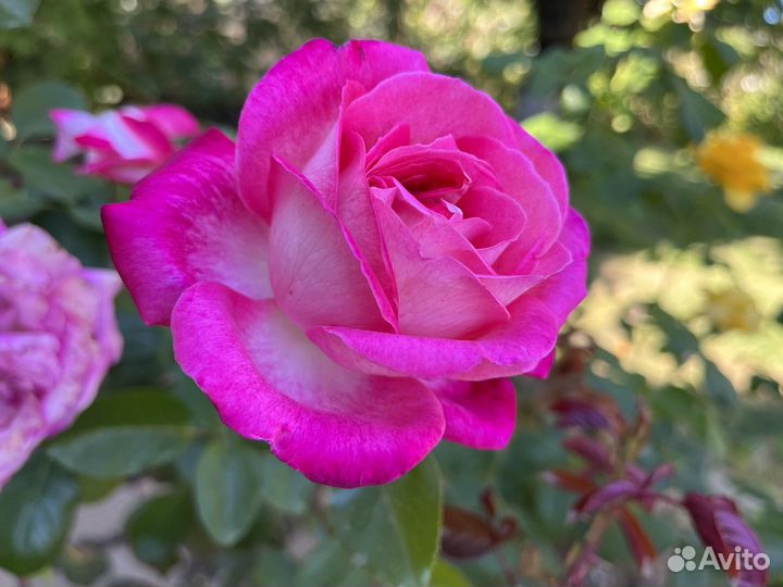 Черенки роз