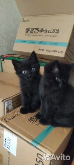 Котята-мальчики, возраст 2 месяца