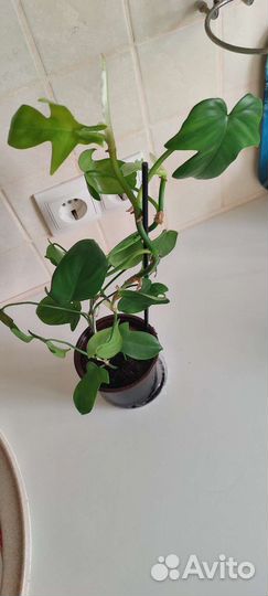 Филодендрон