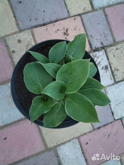 Хоста растение