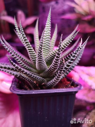 Хавортия полосатая