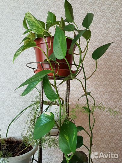 Сциндапсус