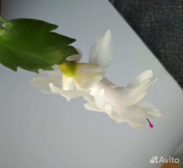 Декабрист черенки