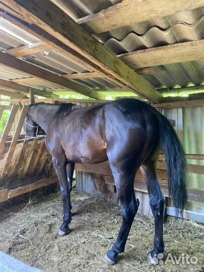 Лошадь жеребец