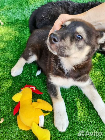 Собака щенок в добрые руки бесплатно