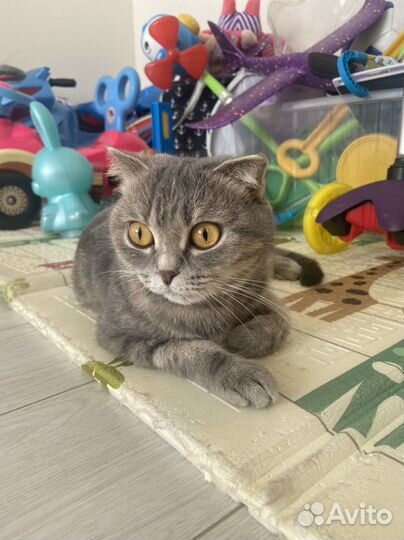 Шотландская вислоухая кошка бесплатно