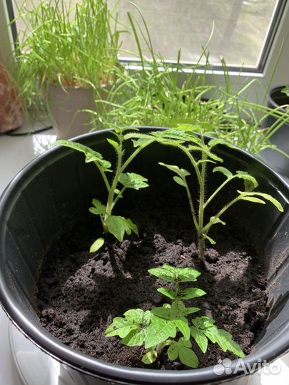 Рассада помидор «Балконное чудо»