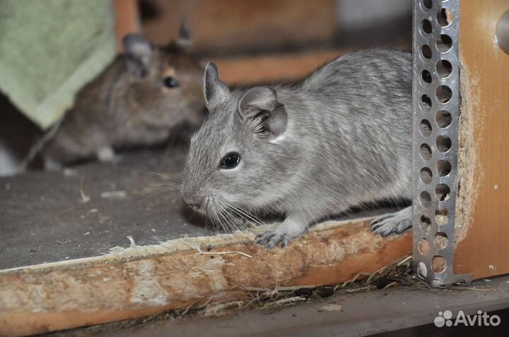 Цветные белки дегу, беж, голубые