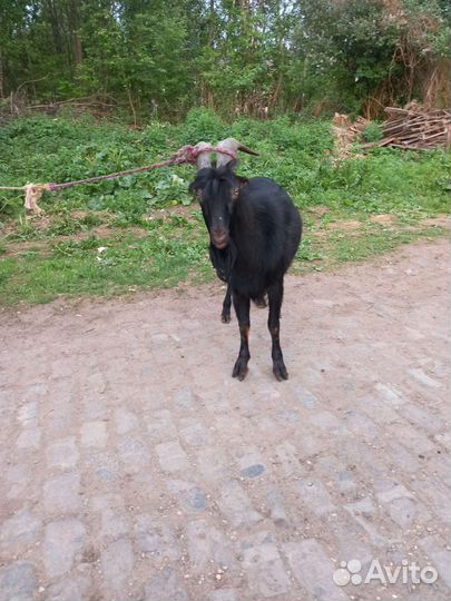 Козел ламанчо