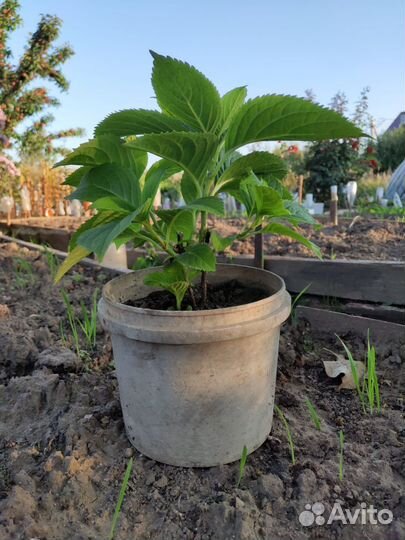 Гортензия саженцы древовидная