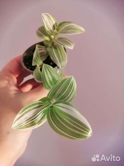 Традесканция, коллизия