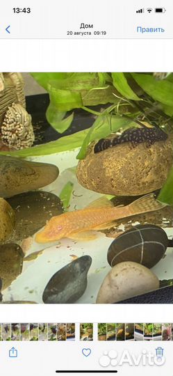 Аквариумные рыбки и растения(или обмен)