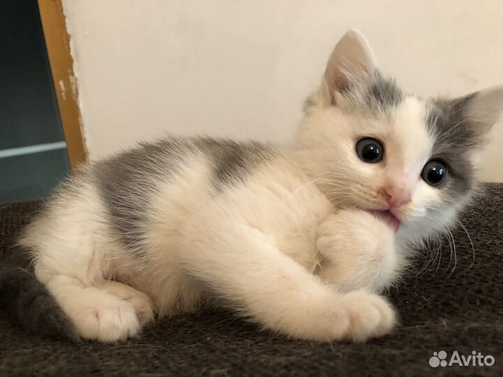 Котенок-девочка