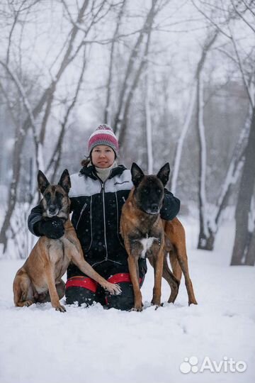 Профессиональная дрессировка собак