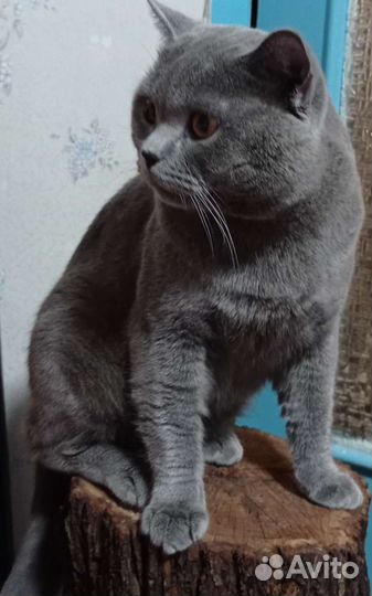 Шотландский кот вязка