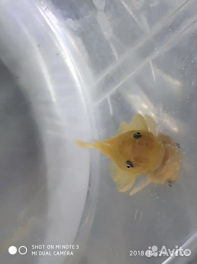 Сомы разные: номер.L144, вуаль,корм