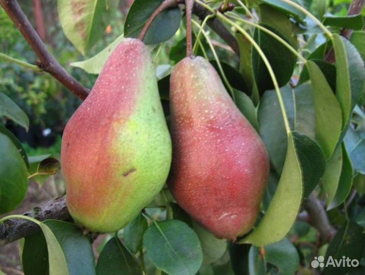Саженцы груши Яковлевская