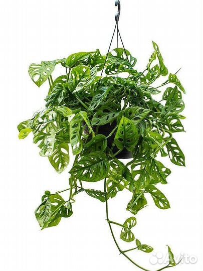 Monstera obliqua, монстера косая