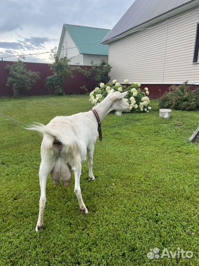 Зааненская коза