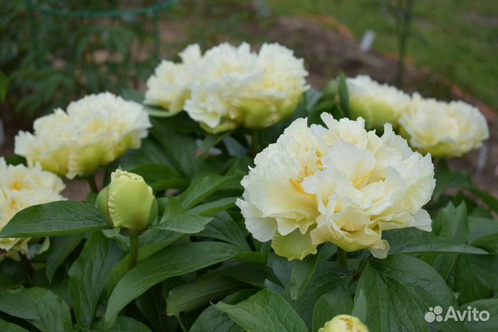 Пион Санни Гёрл