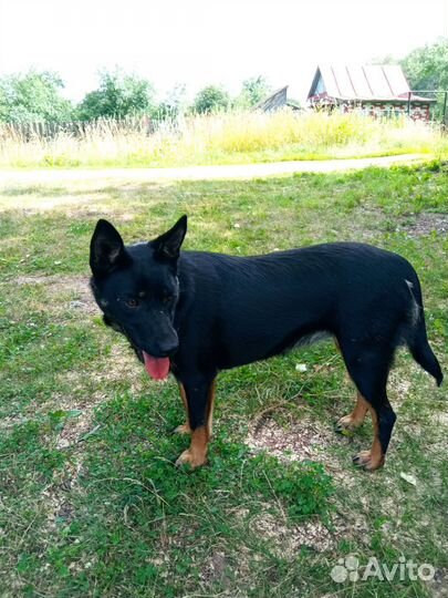 Собаки щенки Австралийская Келпи